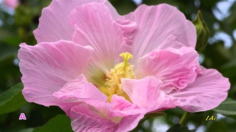 芙蓉是什麼花|木芙蓉 